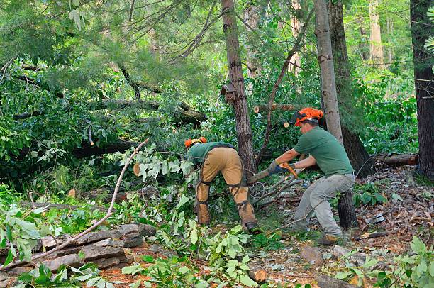 Best Tree Trimming Near Me  in Slayton, MN